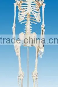 Medium Skeleton Model, 85cm Tall thumbnail-1