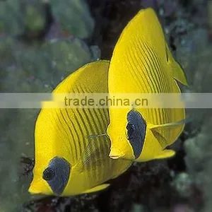 Red Sea Fish thumbnail-1
