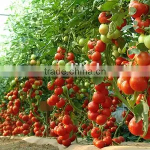 Electric Fruit Pollinator / Tomato Pollinator thumbnail-1