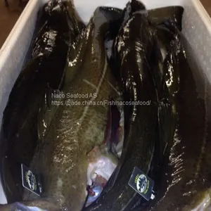 Atlantic Cod Fish, Cod Fillet, Norway Dry Stock Fish Cod HOG, Cod Bladder, HADDOCK Fish, Saithe Fish, Frozen Cod Head thumbnail-1