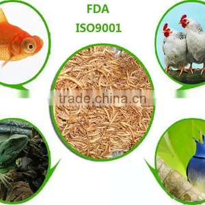 Dired Mealworms for Wild Bird Feeding thumbnail-1