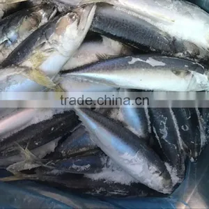 China Cheap China Frozen Fish Pacific Mackerel on With Good Quality thumbnail-1