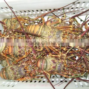 Spiny Lobster thumbnail-2