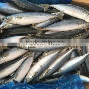 BQF Fresh New Caught Size 200-300 Sea Frozen Pacific Mackerel thumbnail-3