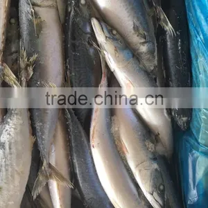 2016 New Caught Frozen Pacific Mackerel thumbnail-3