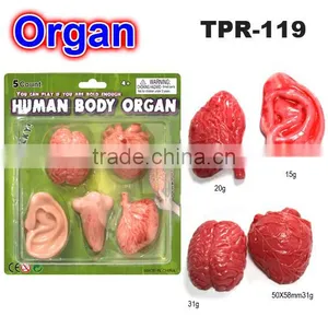Promotional Soft Organs Toys for Kids thumbnail-2