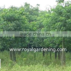 Chorisia.speciosa Outdoor Landscaping Plants thumbnail-2