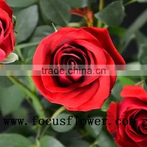 100% Percent Fresh Cut Jasmine Flower Price Rose Wholesale Carola With 0.6-0.8kg From Kunming thumbnail-4