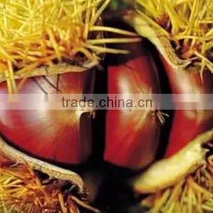 Best Quality Chestnuts at Affordable Prices thumbnail-1