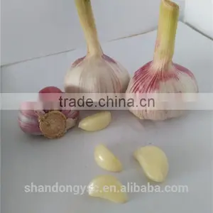 Wholesale Fresh Garlic Cloves Price thumbnail-1