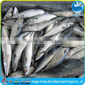 Mackerel Factory Supply Frozen Pacific Mackerel Scomber thumbnail-5