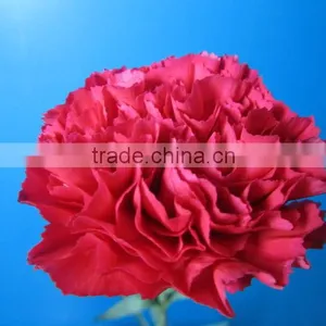 Good Smell Crazy Selling New Arrival Fresh Carnation for Home Decor thumbnail-2