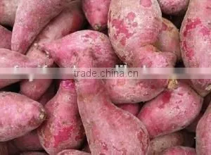 2015 Sunny Orchard Fresh Sweet Potato thumbnail-2