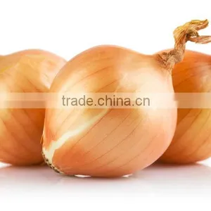 Fresh Onion in Bulk thumbnail-1