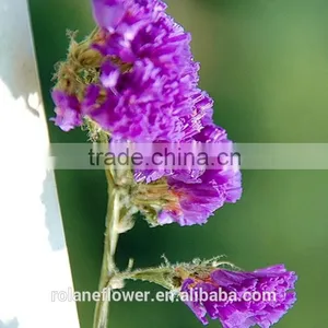 Kunming Flower Exporter Dark Red Statices Flowers for Home Decoration thumbnail-6