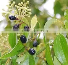 100% Pure & Natural Cinnamon Bark Oil (GMP/ISO) thumbnail-1