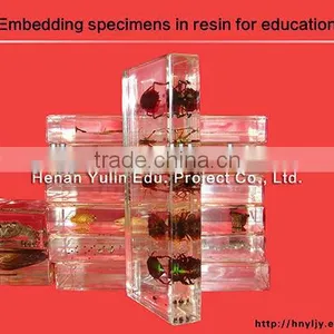 3D Primary School Standard Specimen for Biology Teaching thumbnail-1