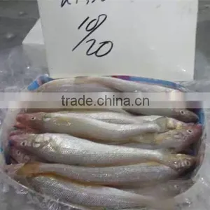 Frozen Lady Fish/silago Shima/silver Fish thumbnail-1