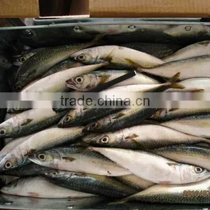 200-300g Frozen Mackerel Frozen Seafood Exporter thumbnail-1