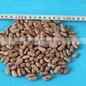 Dry Pinto Beans for Sale thumbnail-1