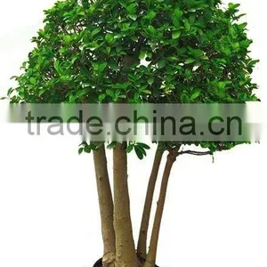 Ficus Microcarpa-big Tree thumbnail-1