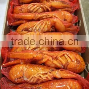 Frozen Cooked /frozen Raw Canadian Lobster thumbnail-3