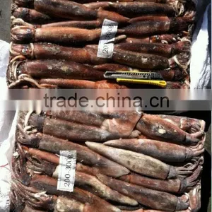 200-300g Frozen Illex Squid thumbnail-1