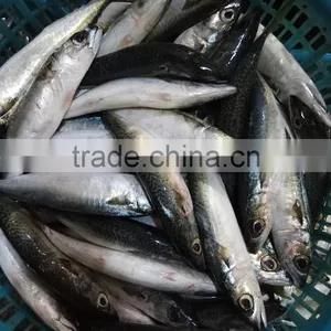 Frozen Pacific Mackerel Good-quality Seafood Pacific Mackerel Whole thumbnail-1