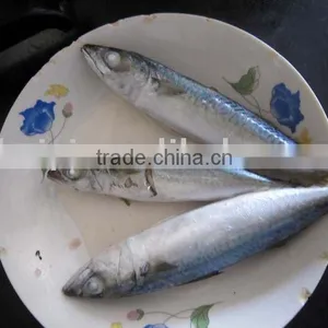 100-120G Frozen Mackerel Landfrozen thumbnail-1