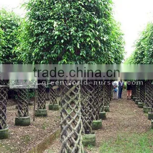 Ficus Cage Shape Big Nursery thumbnail-1