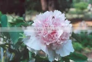 Tree Peony Plant Root Chun Hong Jiao Yan thumbnail-1