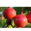 Rose Hip Powder thumbnail-1