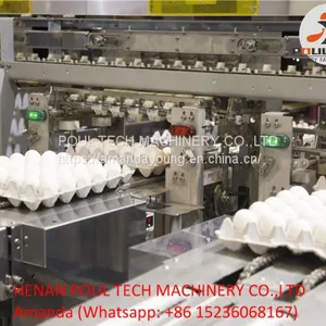 Egg Grading Machine for Sale 3000 - 10000 Eggs/Hour thumbnail-2