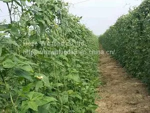 Frozen Asparagus Beans( Cowpeas) thumbnail-1