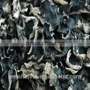 Black Fungus thumbnail-1