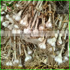2015 Cang Shan 4-6 Clove Garlic(The Best Quality) thumbnail-2