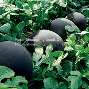Wholesale Hybrid Watermelon Seeds for Sale thumbnail-3
