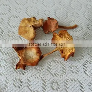 Wild Organic Dry Cantharellus Cibarius Mushroom / Chanterelle thumbnail-2