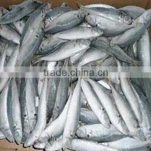 Marine Fresh Frozen Horse Mackerel Fish thumbnail-1