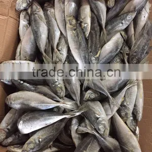 Horse Mackerel 20cm+ thumbnail-3