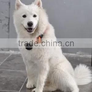 Pet Camera Can Display Tel No. thumbnail-5