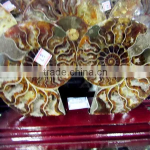 High Quality Conch Fossil Stone for Home Decoration thumbnail-4