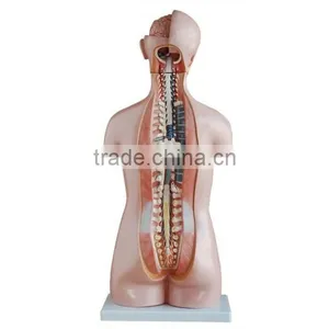 High Quality Human Torso Model 85cm for Educational thumbnail-2