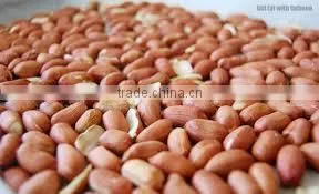 Best Price Bold Peanut Certified Supplier From India thumbnail-4