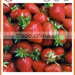 Bulk for Sale High Quality Whole Strawberry thumbnail-2