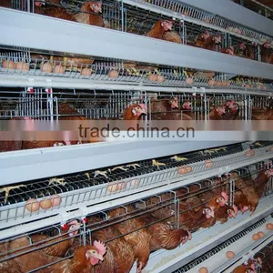 Chicken Egg Layer Cages Design thumbnail-1