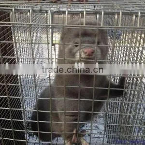 Mink Breeding/Mink Farming Cage thumbnail-6