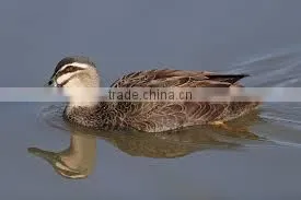 High Quality Duck Decoys for Hunting thumbnail-1