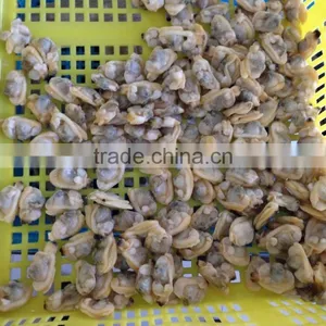 IQF Frozen Boiled Short Necked Clam Meat thumbnail-3