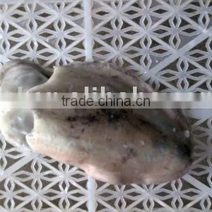 Frozen Cuttle Fish thumbnail-1